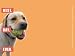I Can Has Cheezburger Best Day Ever Dog Sticky Post-It Notes