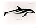 Dolphin, Illustration from The Zoology of the Voyage of H.M.S Beagle, c.1832-36 Art Giclee Poster Print by English School, 24x18
