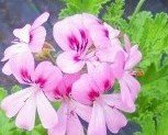 Mimosa (Sweet Miriam) Scented Geranium Live Plant Mimosa (Sweet Miriam) Scented Geranium Live Plant