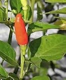 Eigenschaften Ingana  / Chilisamen - Sorte Tabasco
