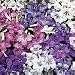 Cape Primrose F1 Concord Mix Seeds (1 Pkt - 110 seeds)