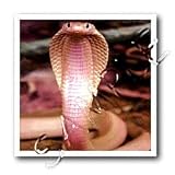 Snakes - Albino Siamese Cobra - Iron on Heat Transfers