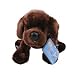 Webkinz Chocolate Lab with Trading Cards