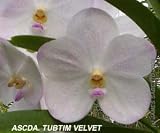 Ascda Tubtim Velvet NCN