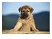 Portrait of a German Shepherd Puppy Photographic Poster Print by Frank Siteman, 16x12