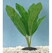 Amazon Sword Plant - Large - 8 in.