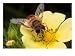 Drone Fly, Earistalis Species, a Honey Bee Mimic, Feeding on Nectar Animals Photographic Poster Print by George Grall, 24x18
