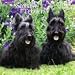 Scottish Terriers 2010 Wall Calendar