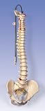 Anatomical Classic Flexible Spine