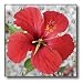 Scarlet Hibiscus - bunga raya, flower, flowers, hibiscus, hibiscus rosa sinensis, plant, plants - 10x10 Wall Clock