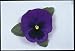 PANSY - MAJESTIC GIANT II - BLUE- BLOTCH Annual Seeds