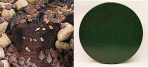 All Star Chocolate 10 Coffee Cake (Green Gift Tin)