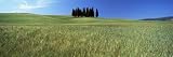 Cypress Trees in Field of Cereal Crops Beneath Blue Sky, Near San Quirico D'Orcia, Tuscany, Italy Photographic Poster Print by Lee Frost, 36x12