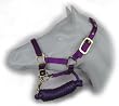 Nylon Halter with Adjustable Chin and Matching Lead for Miniature Horses and Ponies