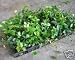 Asiatic Jasmine Classy Ground Cover Lot of 18 Live Plants