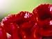 Celosia Cristata (Cockscomb), Close-up of Red Flower Photographic Poster Print by Ruth Brown, 18x24