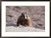 A close view of a yellow bellied marmot, Yellowstone National Park Subject Framed Art Poster Print by Raymond Gehman, 29x21