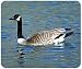 JCI - Mouse Pad - Canada Goose
