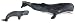 Adult Sperm Whale, Wild Safari