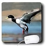 Birds - Mallard Duck - Mouse Pads