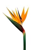 Bird of Paradise Flowers, Wholesale Box of 40