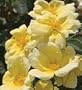 ROSE SUNNY KNOCK OUT' / 2 gallon Potted
