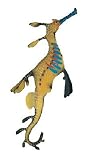 Weedy Seadragon, Wild Safari