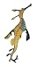 Weedy Seadragon, Wild Safari