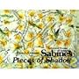 Pieces of Shadow: Selected Poems of Jaime Sabines