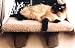 Large Padded Cat Window Perch : Color SPECKLED SAND : Size LARGE PERCH