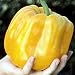 Super Heavyweight Sweet Pepper 4 Plants