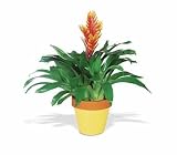 Teleflora