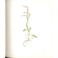 Perrin Ltd Ed 1914 Flowering Plant THE SHEEP SORREL