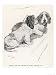 Basset Hounds Owned by King Edward VII Art Giclee Poster Print by Cecil Aldin, 12x16