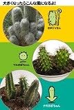 リトルガーデン　サボテン3種セット