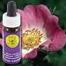 FLOWER ESSENCE SERVICES, California Wild Rose Dropper - 0.25 oz