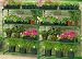  : Greenhouse staging shelving double value pack