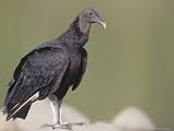 Black Vulture, Gregarious Scavenger, Tambopata River, Peruvian Amazon Photographic Poster Print by Mark Jones, 24x18