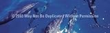 ClearVue Graphics Window Graphic - 16x54 Dolphins WLD-004-16-54