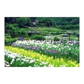 四季の詩 1000ピース 大和路の菖蒲 (奈良) (50cm×75cm、対応パネルNo.10)