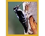 Downy Woodpecker