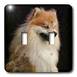 Dogs Pomeranian - Pomeranian portrait - Light Switch Covers - double toggle switch