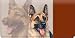 Personal Checkbook Covers: German Shepherd Dog Checkbook Cover