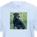 Chocolate Labrador Retriever - Toddler Light-Blue-T-Shirt (3T)
