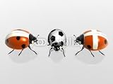 Wallmonkeys Peel and Stick Wall Decals - Marienkäfer Spielen Fußball - 48