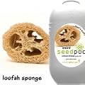 Touch of Ginger Weird Seedpods Grow Your Own Kit - Loofah