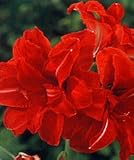  : Flower Bulb Sale: Double Amaryllis "Red Peacock" is a blast of brilliant color for indoors.