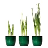 Discount Price Grow 40 Fragrant Paperwhite Flowers Kit – Valentines Day Special – Kit includes flower pot, soil, saucer, 4 instant bloom flower bulbs