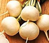 Radishes - White Beauty Radishes Organic Heirloom Seeds