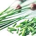 Chives: Groweasy (TM) Seed Mats (Pack of 5 Mats)